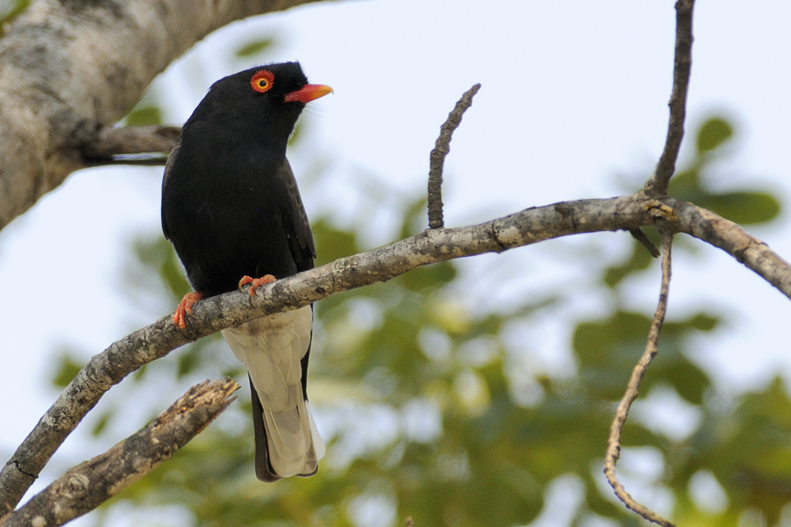 image Retz's Helmetshrike